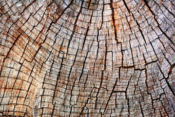 Tree Cross Section with Clear Rings,Cross-section texture of a tree trunk showing detailed...