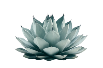 Serene agave succulent in teal tones.