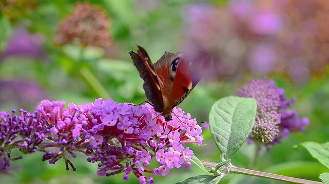 Peacock butterfly (Aglais io) on buddleia bush or butterfly tree drinks nectar from the purple flowers in summer. 