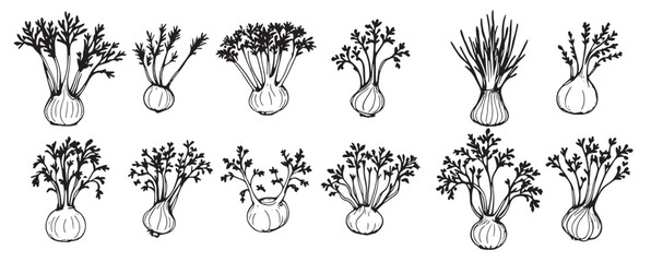 set of hand drawn illustrations of different types of herbs