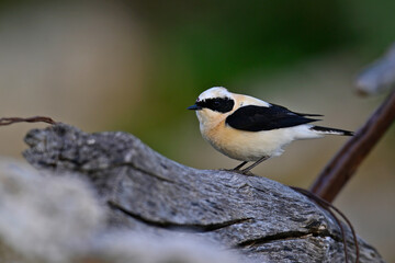 Balkansteinschmätzer // Eastern Black-eared Wheatear (Oenanthe melanoleuca) - Peloponnes, Griechenland
