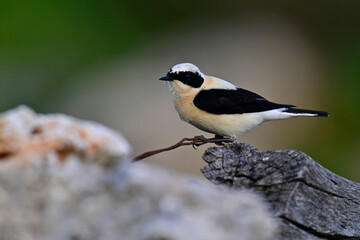 Balkansteinschmätzer // Eastern Black-eared Wheatear (Oenanthe melanoleuca) - Peloponnes, Griechenland