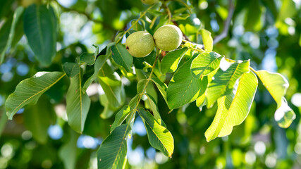 Green Sorrento walnuts growing on a tree among branches and leaves, symbol of organic farming and natural food production.