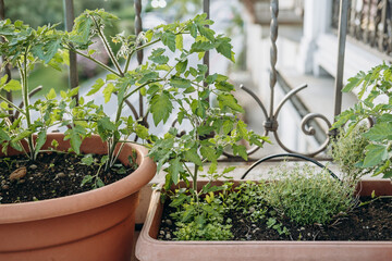 Potted tomato plants and fresh herbs growing on a balcony, surrounded by a decorative railing, showcasing urban gardening and the beauty of nature in a small space