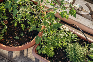 Potted plants thriving on a balcony, featuring vibrant green tomato leaves and herbs, showcasing urban gardening with sunlight filtering through, creating a serene outdoor atmosphere