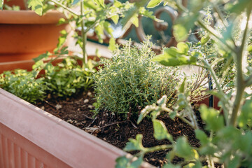 Fresh herbs growing in a vibrant garden planter, showcasing lush green foliage and rich soil, with sunlight filtering through leaves, creating a serene gardening atmosphere
