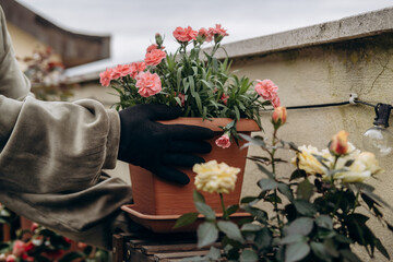 Gardener in gloves carefully tending to vibrant pink flowers in a terracotta pot, surrounded by blooming roses, showcasing a serene outdoor gardening scene with lush greenery