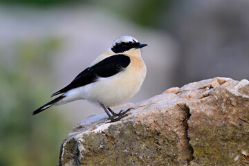 Obraz premium Balkansteinschmätzer // Eastern Black-eared Wheatear (Oenanthe melanoleuca) - Peloponnes, Griechenland