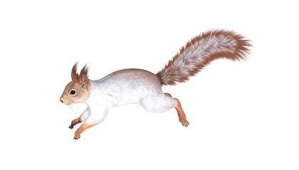 A squirrel in motion against white