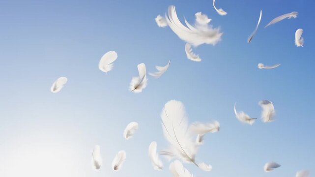Watch delicate white feathers float gracefully in a clear blue sky, creating a serene, dreamy atmosphere. This peaceful visual captures the essence of freedom and lightness in nature's dance.