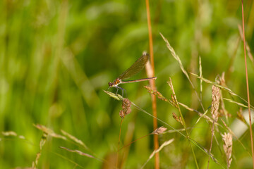 female banded demoiselle (Calopteryx splendens) perches delicately on a plant