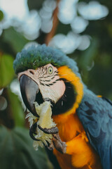 blue and yellow macaw Arara azul e amarela Arara comendo