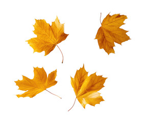 Fototapeta premium Four falling golden maple leaves on transparent background