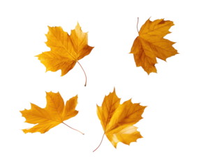 Four falling golden maple leaves on transparent background
