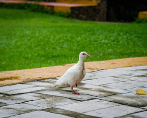  A domestic pigeon in Greenery, Bulacan.