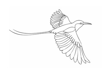 Elegant bird in flight with long tail feathers flying
