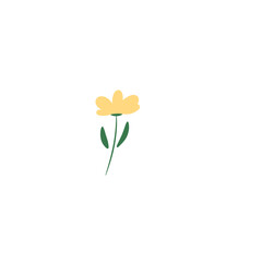 yellow flower isolated on white