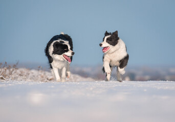 two dogs playing in snow