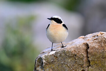 Eastern Black-eared Wheatear // Balkansteinschmätzer (Oenanthe melanoleuca) - Peloponnese, Greece