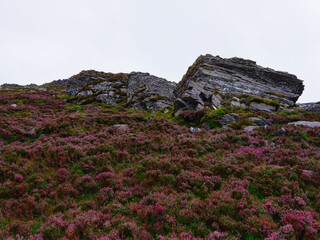 Flowering purple heather covers the foreground with grey rock formations on a hillside under an...