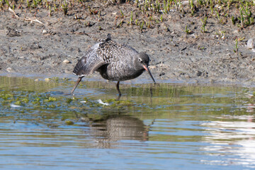 Obraz premium Chevalier arlequin, Tringa erythropus, Spotted Redshank