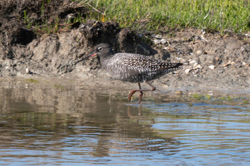 Chevalier arlequin,Tringa erythropus, Spotted Redshank