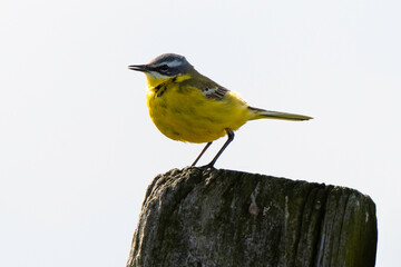 Bergeronnette printanière, Motacilla flava, Western Yellow Wagtail