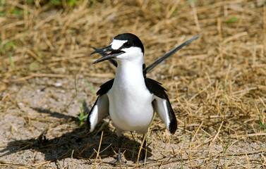 Sterne fuligineuse, Sterna fuscata nubilosa, Onychoprion fuscatus , Sooty Tern, Ile Byrd, Seychelles