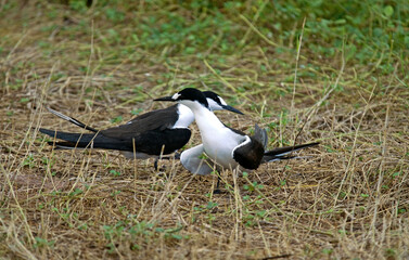 Sterne fuligineuse, Sterna fuscata nubilosa, Onychoprion fuscatus , Sooty Tern, Ile Byrd, Seychelles