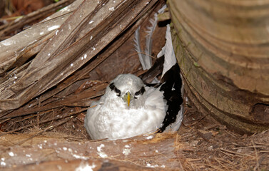 Phaéton à bec jaune,Phaethon lepturus, White tailed Tropicbird, Seychelles