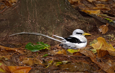 Phaéton à bec jaune,Phaethon lepturus, White tailed Tropicbird, Seychelles