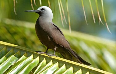 Noddi brun,
Anous stolidus, Brown Noddy, Iles Seychelles