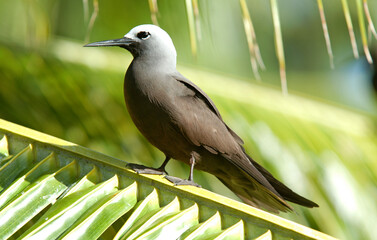 Noddi brun,Anous stolidus, Brown Noddy, Iles Seychelles