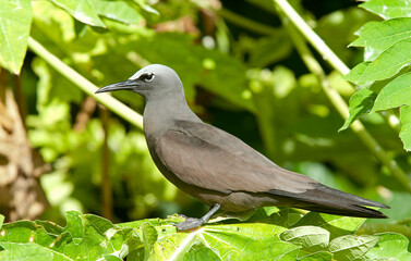 Noddi brun,Anous stolidus, Brown Noddy, Iles Seychelles