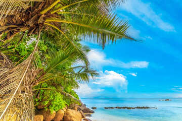 Palms by the sea in a tropical beach