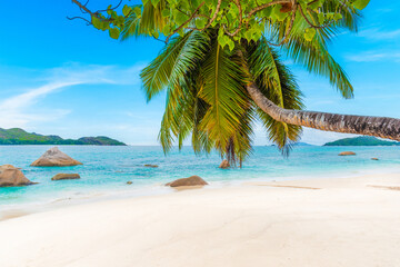 Palm trees over a tropical beach on a sunny day