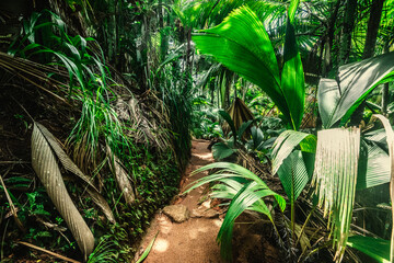 Path in a jungle surrounded by tropical vegetation