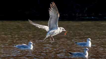 Seagulls flying over the calm lake