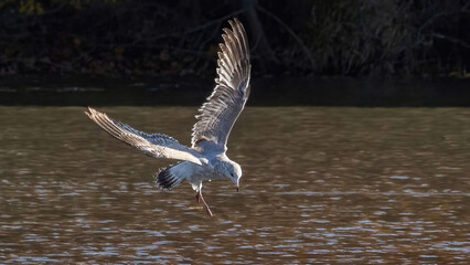 Seagulls flying over the calm lake
