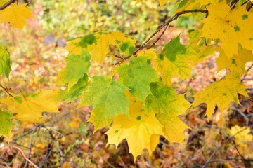 Autumn Leaves Vibrant Yellow and Green Foliage on a Branch close up