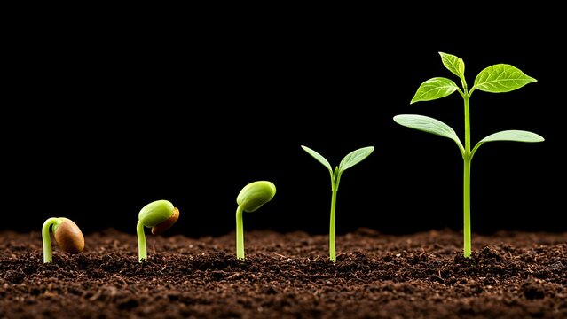 A sequence of seedling growth stages is shown, starting from a seed to a sprout with leaves, illustrating the natural life cycle and the power of nurturing.