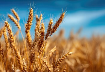 Fototapeta premium Golden wheat stalks stand tall against a vibrant blue sky, their ripe heads heavy with grain, bathed in sunlight