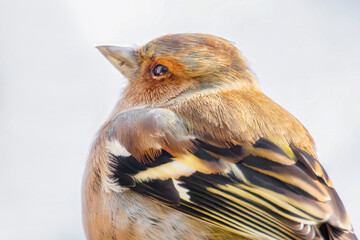 Buchfink Portrait