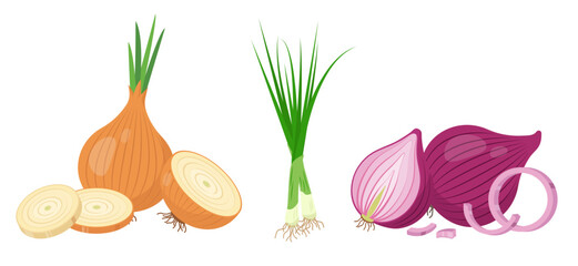 Different types of Onions. Yellow gold and red Onion with parts and Green Chives onion. Cook ingredients, spices. Organic food icons. Vector illustration isolated on white background.