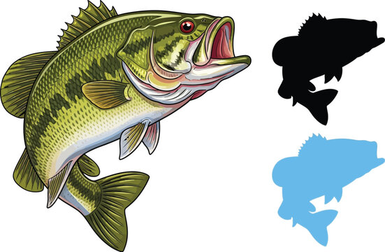 Dynamic largemouth bass leaps from water, perfect for fishing adventure visuals