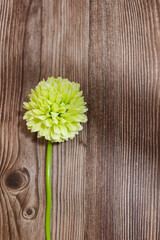 Single Yellow Flower on Wooden Background