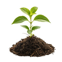 Young green plant growing from rich soil isolated on transparent background
