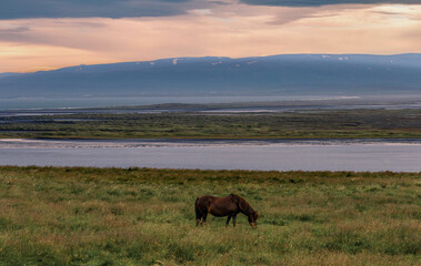 horse in Iceland