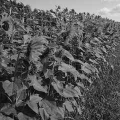autumn leaves on the ground