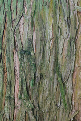 Beautiful close-up of the bark of taiwania cryptomerioides